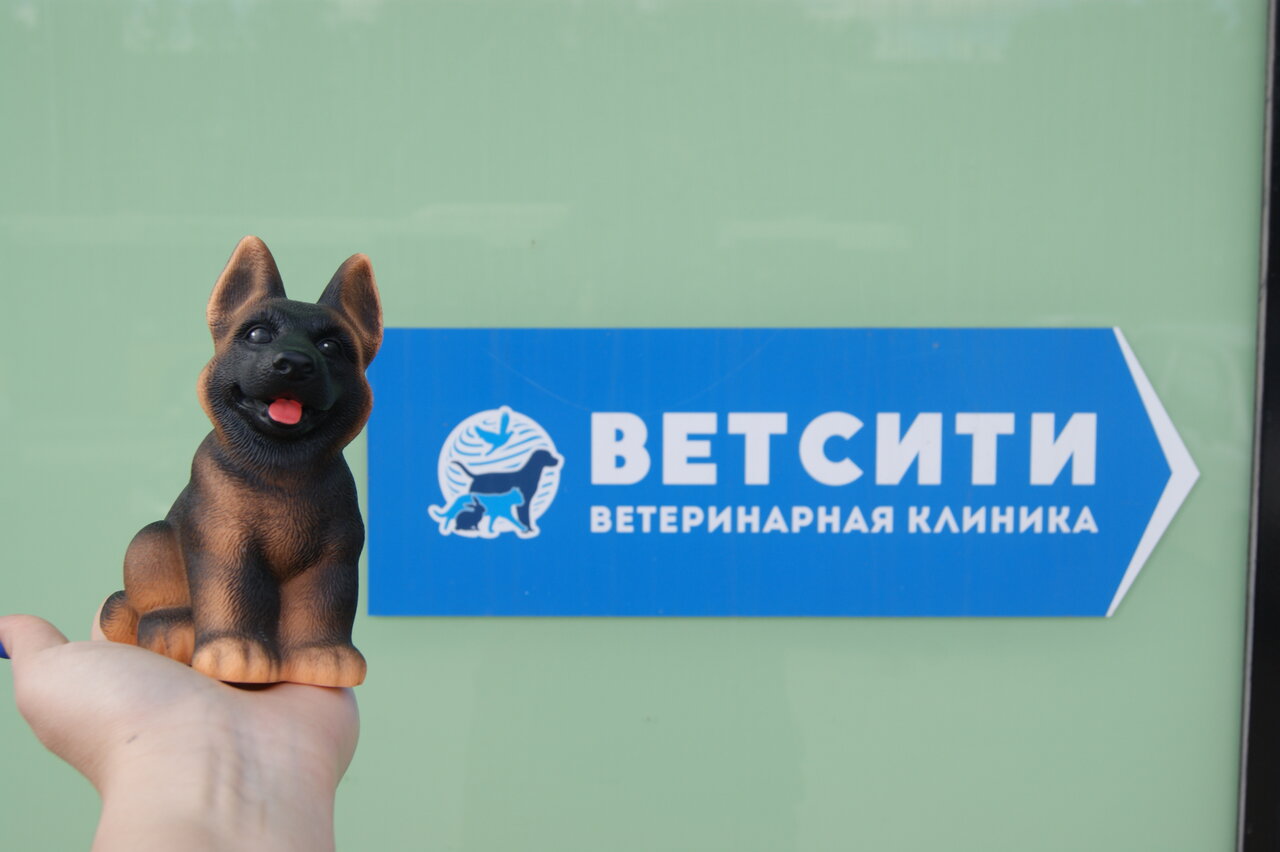 Ветеринарная клиника Ветсити на шоссе Космонавтов - цены и отзывы 🏆