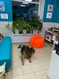 Фотография Dogmas 5